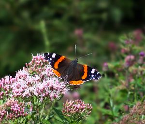 Preview wallpaper butterfly, wings, insect, flowers, plant, macro