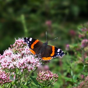 Preview wallpaper butterfly, wings, insect, flowers, plant, macro