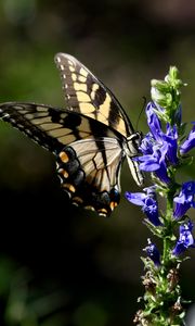 Preview wallpaper butterfly, wings, insect, flower, plant, macro
