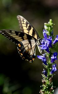 Preview wallpaper butterfly, wings, insect, flower, plant, macro
