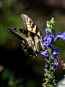 Preview wallpaper butterfly, wings, insect, flower, plant, macro