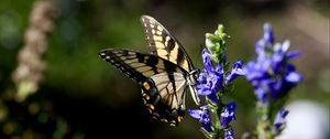 Preview wallpaper butterfly, wings, insect, flower, plant, macro