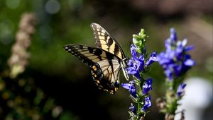 Preview wallpaper butterfly, wings, insect, flower, plant, macro