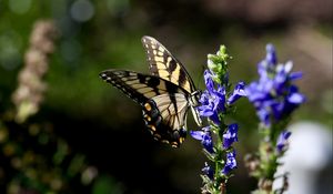 Preview wallpaper butterfly, wings, insect, flower, plant, macro