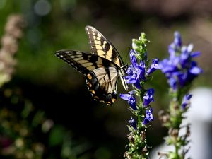 Preview wallpaper butterfly, wings, insect, flower, plant, macro