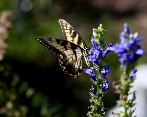 Preview wallpaper butterfly, wings, insect, flower, plant, macro