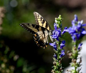 Preview wallpaper butterfly, wings, insect, flower, plant, macro