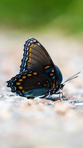 Preview wallpaper butterfly, wings, insect, macro, blur