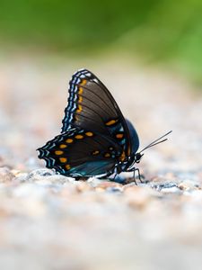 Preview wallpaper butterfly, wings, insect, macro, blur