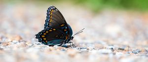 Preview wallpaper butterfly, wings, insect, macro, blur