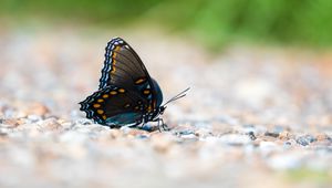 Preview wallpaper butterfly, wings, insect, macro, blur