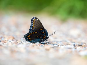 Preview wallpaper butterfly, wings, insect, macro, blur