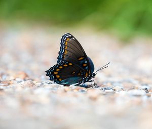 Preview wallpaper butterfly, wings, insect, macro, blur