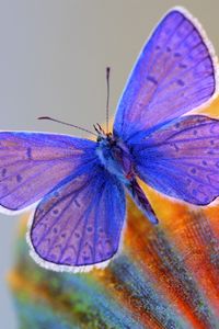 Preview wallpaper butterfly, wings, insect