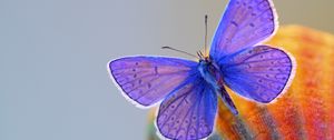 Preview wallpaper butterfly, wings, insect