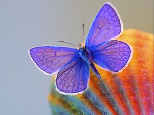 Preview wallpaper butterfly, wings, insect