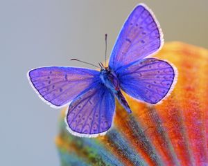 Preview wallpaper butterfly, wings, insect