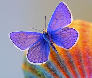 Preview wallpaper butterfly, wings, insect