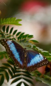 Preview wallpaper butterfly, wings, leaf, branch, spring