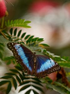 Preview wallpaper butterfly, wings, leaf, branch, spring