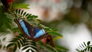 Preview wallpaper butterfly, wings, leaf, branch, spring