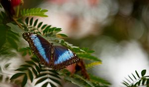 Preview wallpaper butterfly, wings, leaf, branch, spring