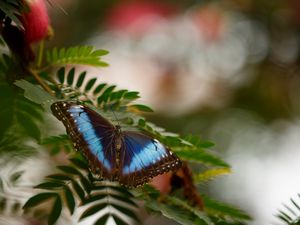 Preview wallpaper butterfly, wings, leaf, branch, spring