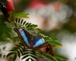 Preview wallpaper butterfly, wings, leaf, branch, spring