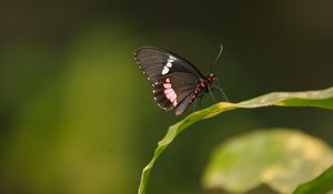 Preview wallpaper butterfly, wings, leaf, pattern