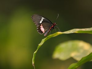 Preview wallpaper butterfly, wings, leaf, pattern
