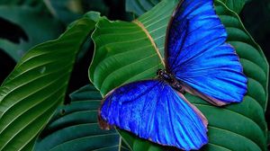 Preview wallpaper butterfly, wings, leaves, bright