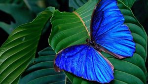 Preview wallpaper butterfly, wings, leaves, bright