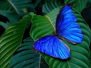 Preview wallpaper butterfly, wings, leaves, bright