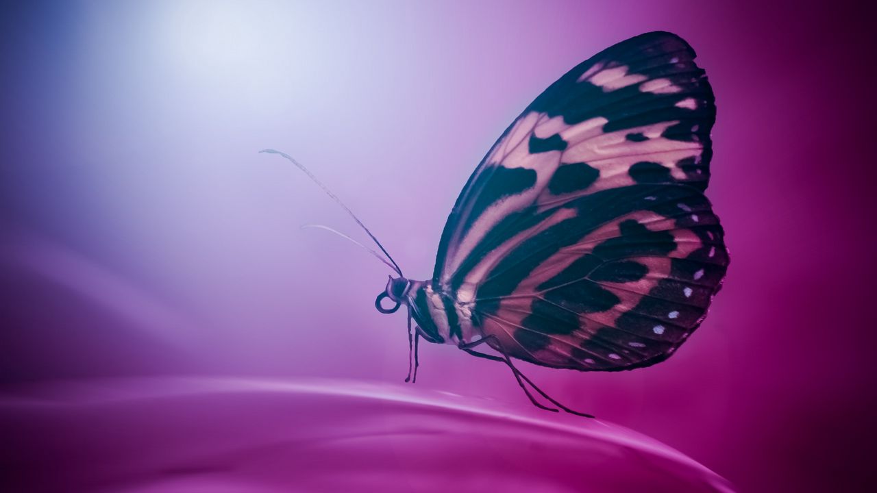 Wallpaper butterfly, wings, macro, surface, petal