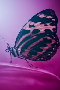 Preview wallpaper butterfly, wings, macro, surface, petal