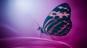 Butterfly full hd, hdtv, fhd, 1080p wallpapers hd, desktop backgrounds  1920x1080, images and pictures