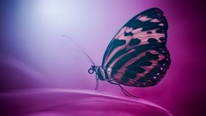 Preview wallpaper butterfly, wings, macro, surface, petal
