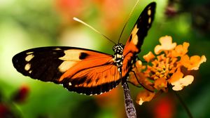 Preview wallpaper butterfly, wings, macro, blur, insect
