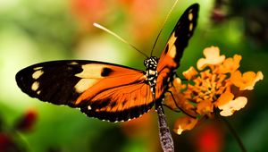 Preview wallpaper butterfly, wings, macro, blur, insect