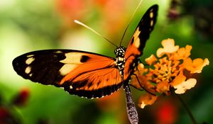 Preview wallpaper butterfly, wings, macro, blur, insect