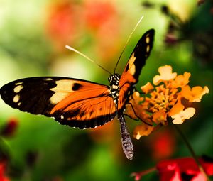 Preview wallpaper butterfly, wings, macro, blur, insect