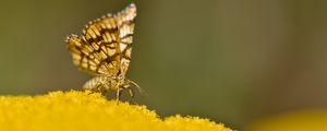 Preview wallpaper butterfly, wings, macro, pollen, blur