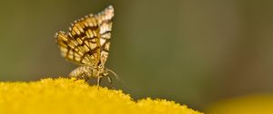 Preview wallpaper butterfly, wings, macro, pollen, blur