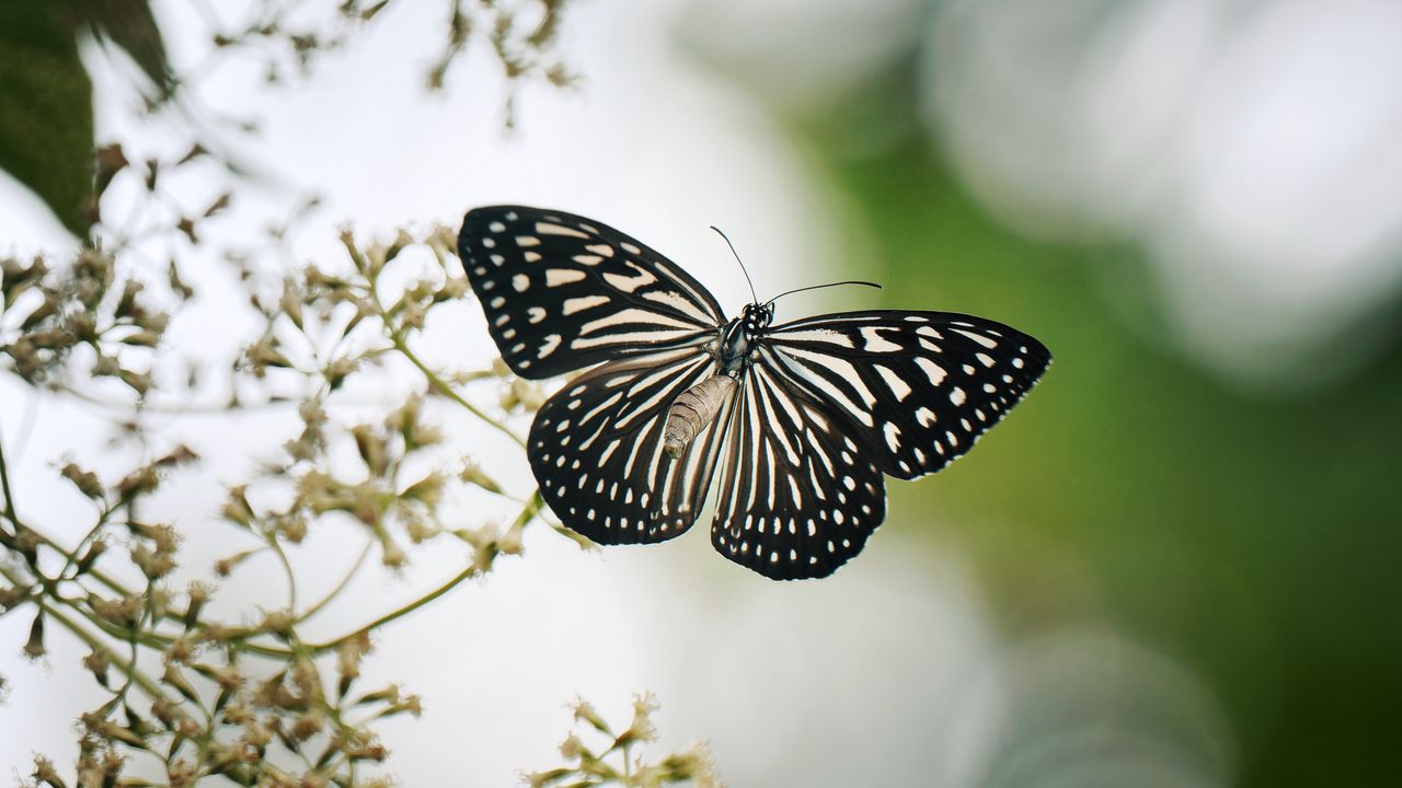 Wallpaper butterfly, wings, macro, blur