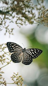 Preview wallpaper butterfly, wings, macro, blur