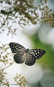 Preview wallpaper butterfly, wings, macro, blur