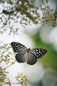 Preview wallpaper butterfly, wings, macro, blur