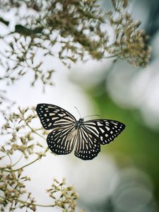 Preview wallpaper butterfly, wings, macro, blur