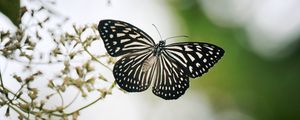 Preview wallpaper butterfly, wings, macro, blur