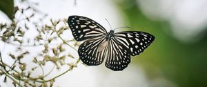 Preview wallpaper butterfly, wings, macro, blur